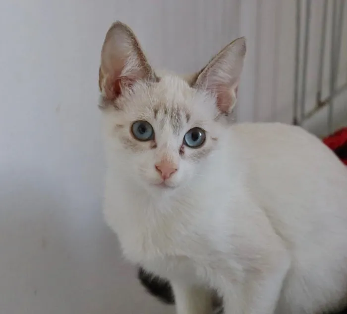 Gato raça SRD-ViraLata idade 2 a 6 meses nome PUFFY