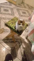 Bolinha