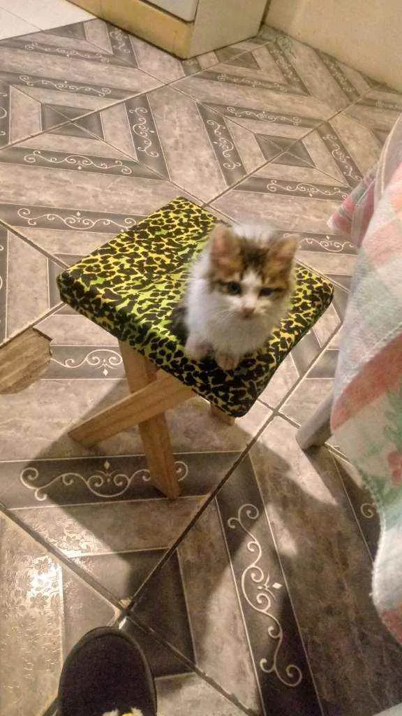 Gato raça Nao sei idade 2 a 6 meses nome Bolinha