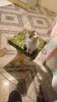 Bolinha