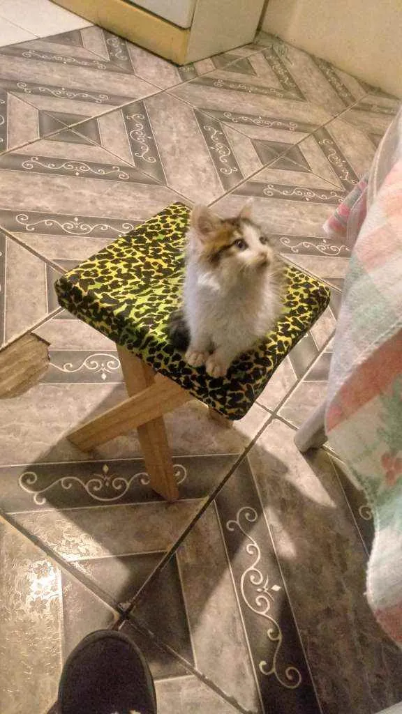 Gato raça Nao sei idade 2 a 6 meses nome Bolinha