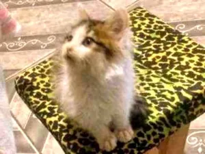 Gato raça Nao sei idade 2 a 6 meses nome Bolinha