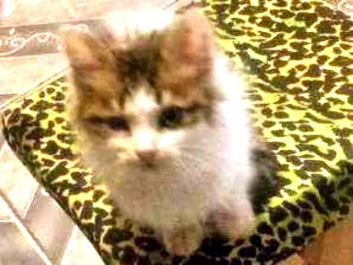 Gato raça Nao sei idade 2 a 6 meses nome Bolinha