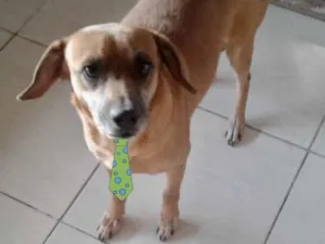 Cachorro raça Mestiço  idade 3 anos nome Caramelo 