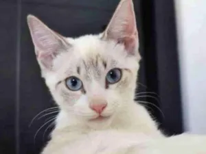 Gato raça SRD-ViraLata idade 2 a 6 meses nome PUFFY