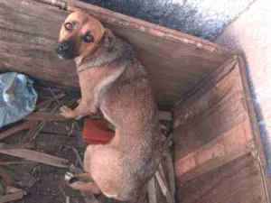 Cachorro raça Misturada idade 7 a 11 meses nome Xena e nina