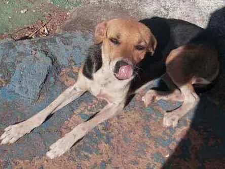 Cachorro ra a Misturada idade 7 a 11 meses nome Xena e nina