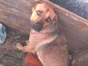 Cachorro raça Misturada idade 7 a 11 meses nome Xena e nina