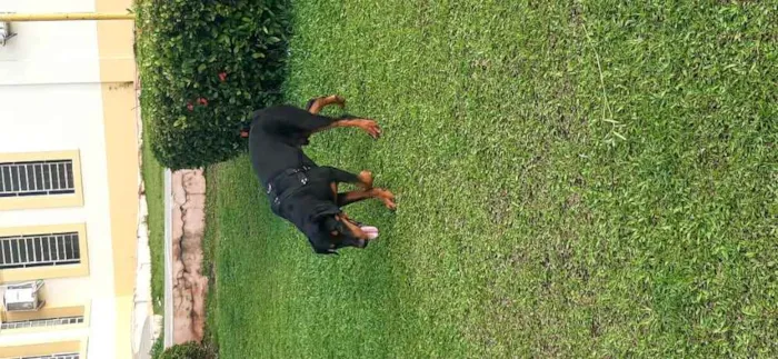 Cachorro raça Rotwaler idade 1 ano nome Hennybol