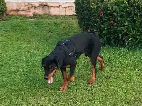 Cachorro raça Rotwaler idade 1 ano nome Hennybol