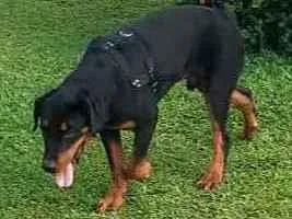 Cachorro raça Rotwaler idade 1 ano nome Hennybol