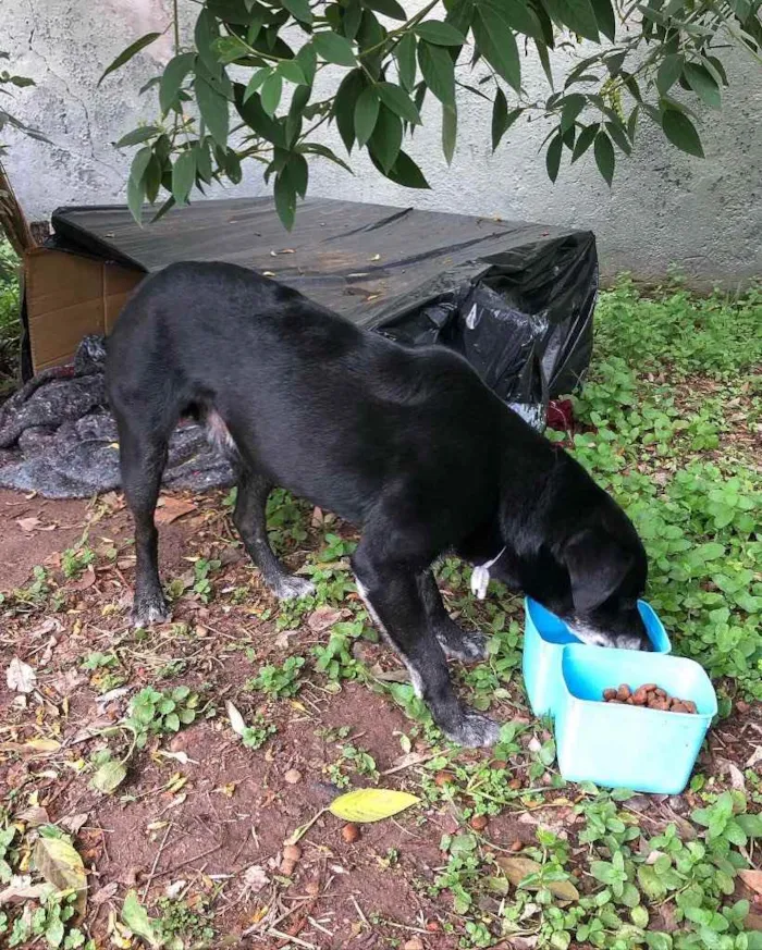 Cachorro ra a SRD idade 1 ano nome Negão