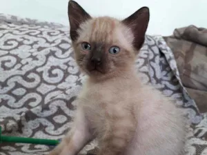 Gato raça  idade Abaixo de 2 meses nome Ainda não tem nome