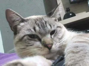Gato raça  idade 7 a 11 meses nome Romão