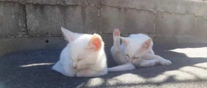 Gato ra a Vira lata idade 2 a 6 meses nome Filhote