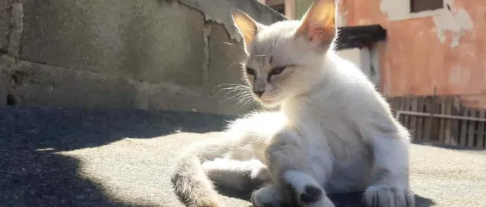 Gato ra a Vira lata idade 2 a 6 meses nome Filhote