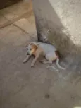Manchas