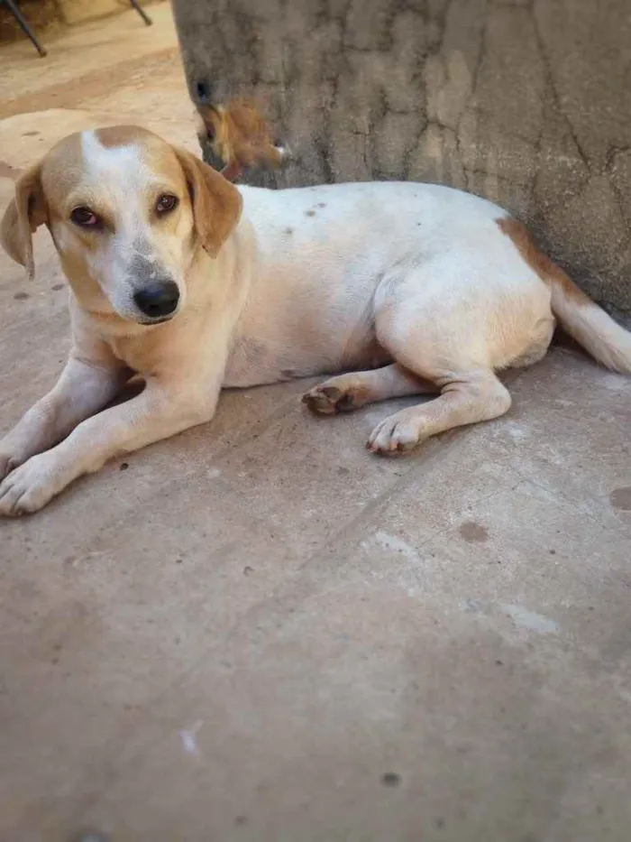 Cachorro ra a Fox paulista  idade 2 anos nome Manchas 