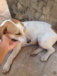 Manchas