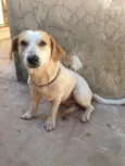 Manchas