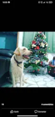 Nala