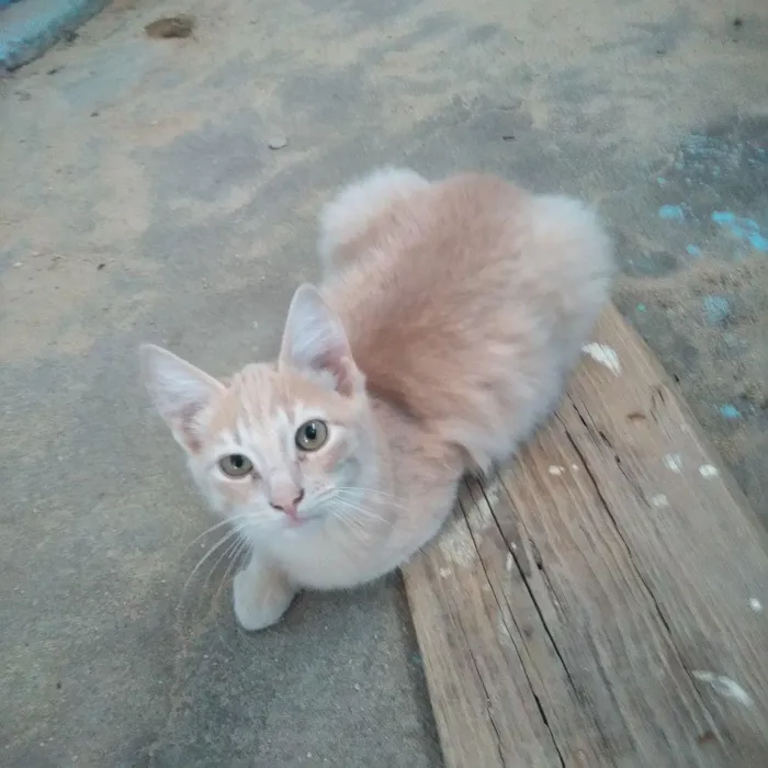 Gato raça  idade 2 a 6 meses nome Não tenho