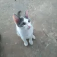 Não tenho