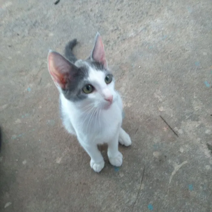 Gato raça  idade 2 a 6 meses nome Não tenho