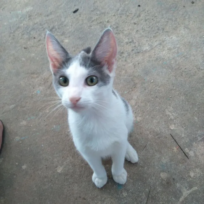 Gato raça  idade 2 a 6 meses nome Não tenho