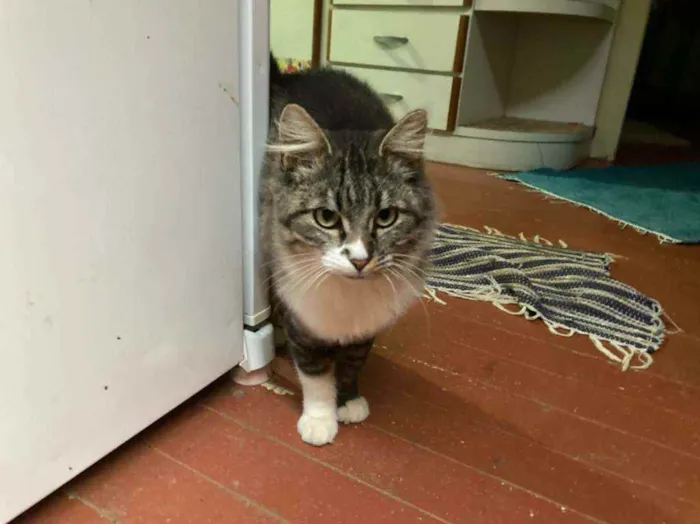 Gato raça Sem raça  idade 2 a 6 meses nome Sem nome 