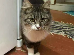 Gato raça Sem raça  idade 2 a 6 meses nome Sem nome 