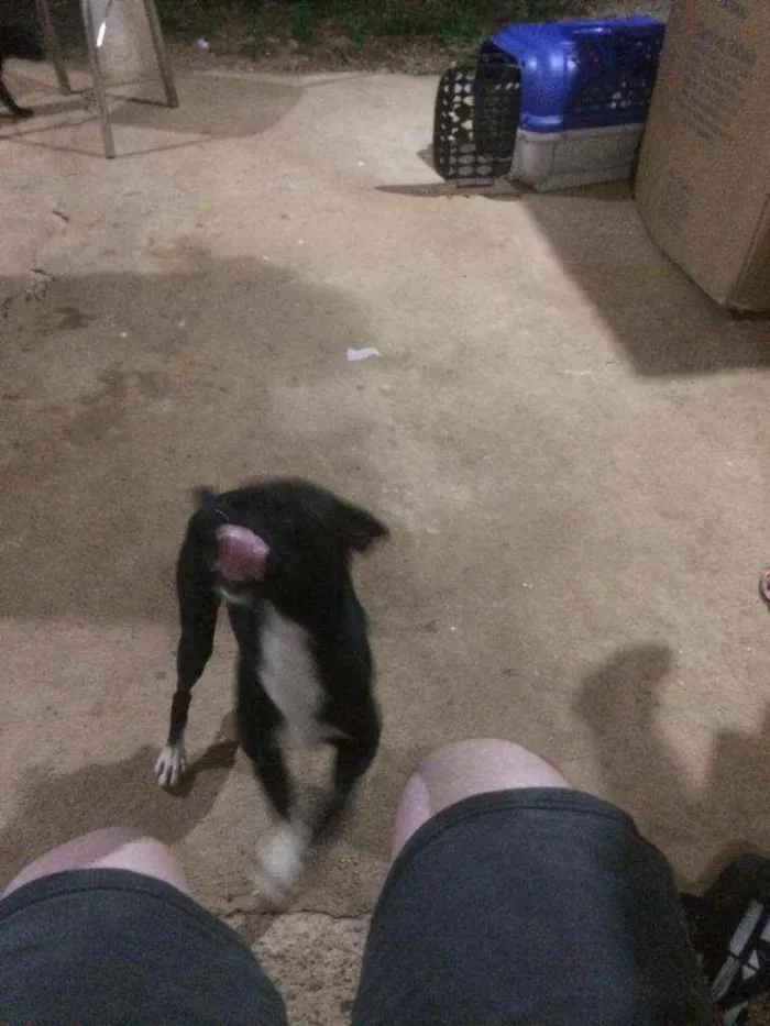 Cachorro raça SRD idade 1 ano nome Spike