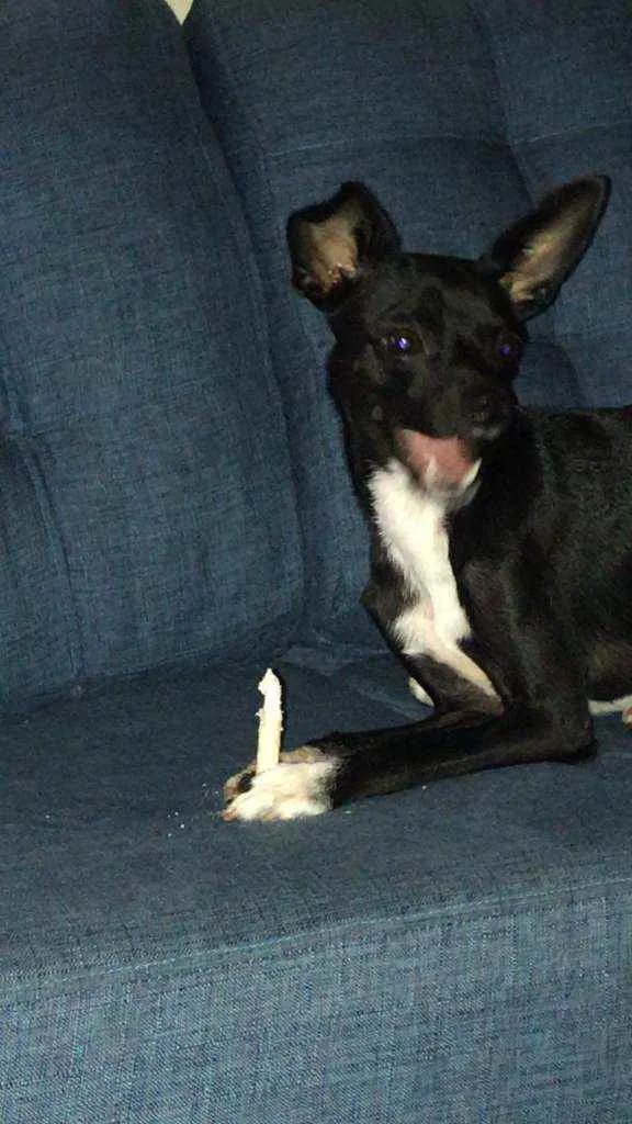 Cachorro raça SRD idade 1 ano nome Spike