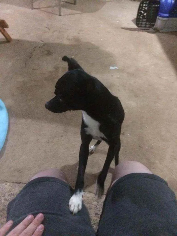 Cachorro raça SRD idade 1 ano nome Spike