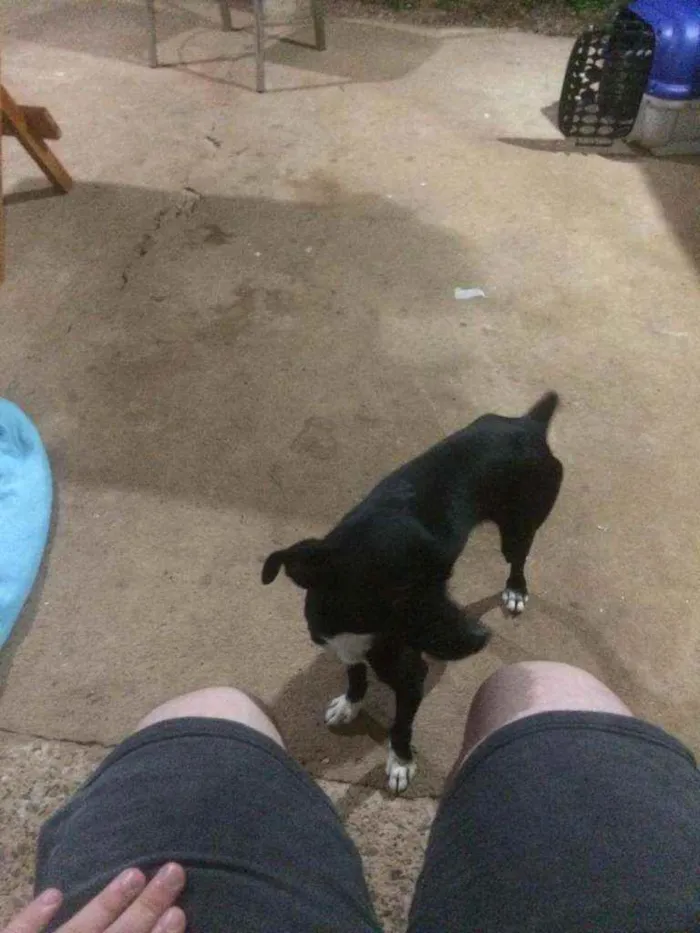 Cachorro raça SRD idade 1 ano nome Spike