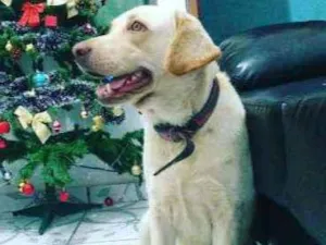 Cachorro raça Labrador idade 6 ou mais anos nome Nala