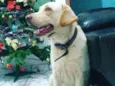 Nala