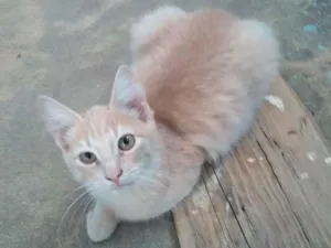Gato raça  idade 2 a 6 meses nome Não tenho
