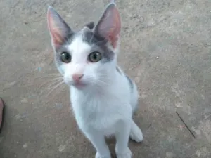 Gato raça  idade 2 a 6 meses nome Não tenho