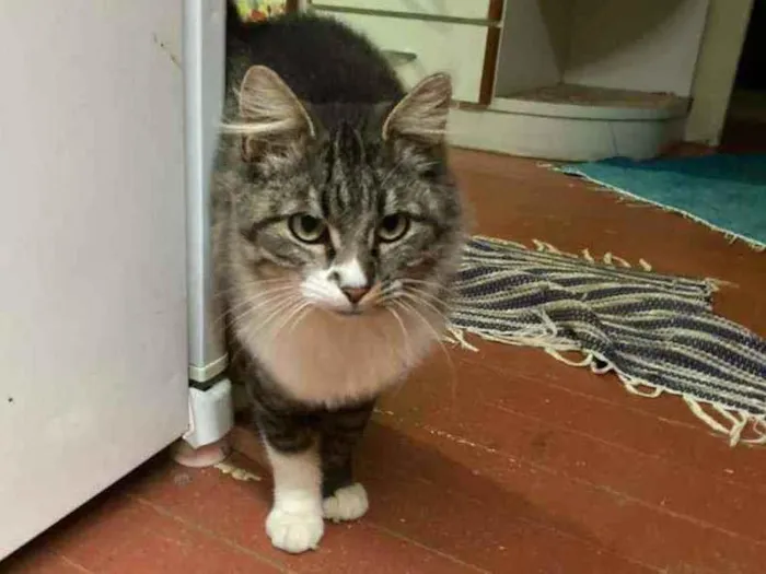 Gato raça Sem raça  idade 2 a 6 meses nome Sem nome 