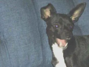 Cachorro raça SRD idade 1 ano nome Spike