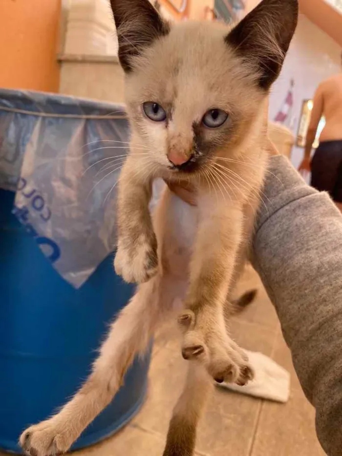 Gato raça Sem raça definida  idade Abaixo de 2 meses nome Bianca