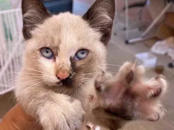Gato raça Sem raça definida  idade Abaixo de 2 meses nome Bianca