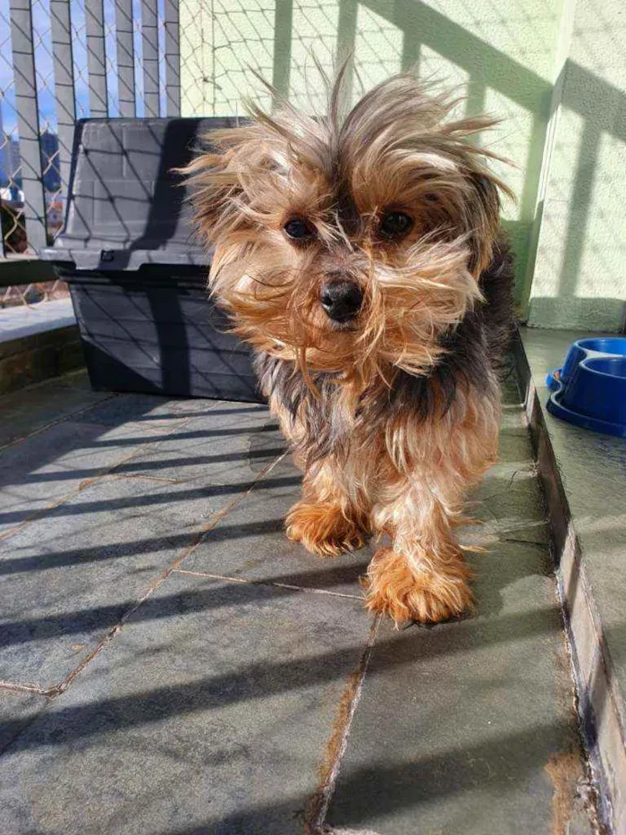 Cachorro ra a  idade 6 ou mais anos nome STEVEN