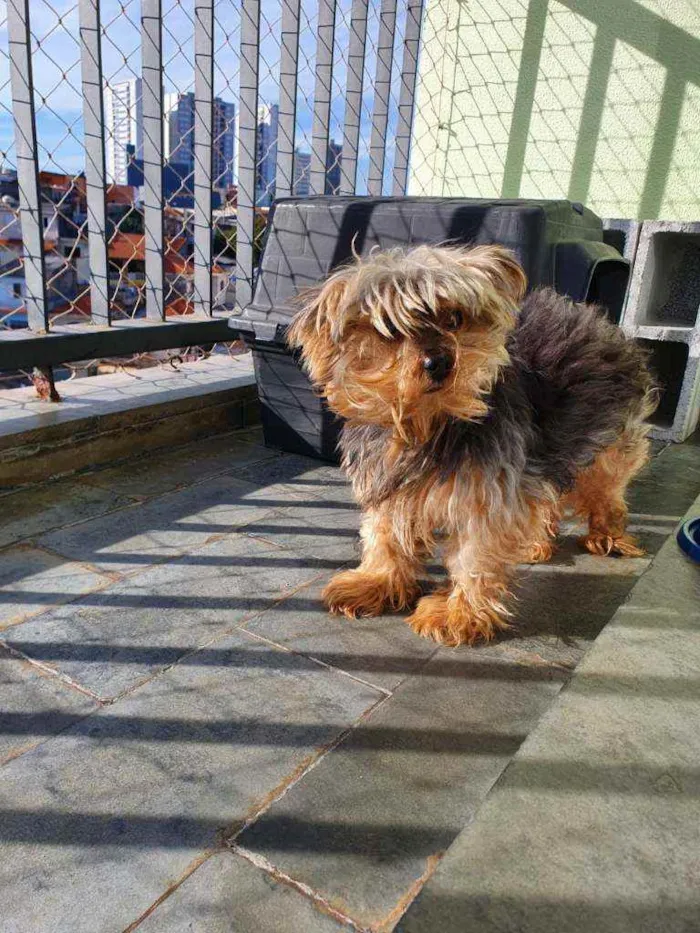 Cachorro ra a  idade 6 ou mais anos nome STEVEN