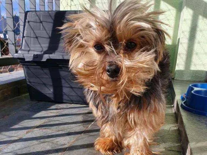 Cachorro ra a  idade 6 ou mais anos nome STEVEN