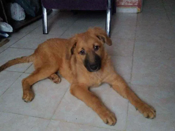 Cachorro ra a Vira-Lata idade 2 a 6 meses nome Shakira