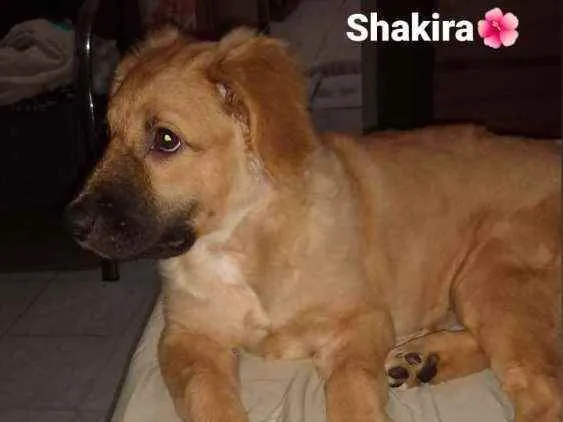 Cachorro ra a Vira-Lata idade 2 a 6 meses nome Shakira