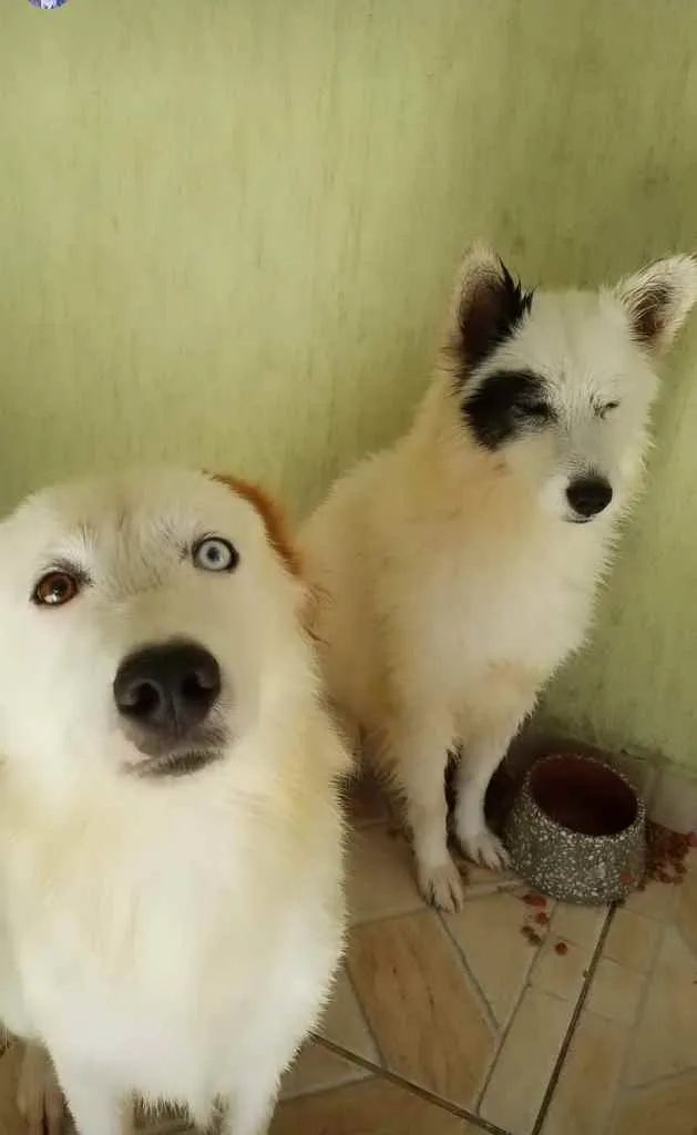 Cachorro ra a Viralata com Husk idade 6 ou mais anos nome Nick e Baruck