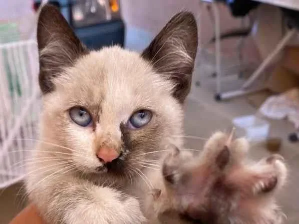 Gato raça Sem raça definida  idade Abaixo de 2 meses nome Bianca
